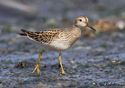 Calidris melanotos